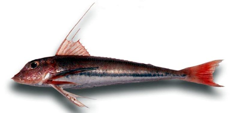Chelidonichthys obscurus_02.jpg